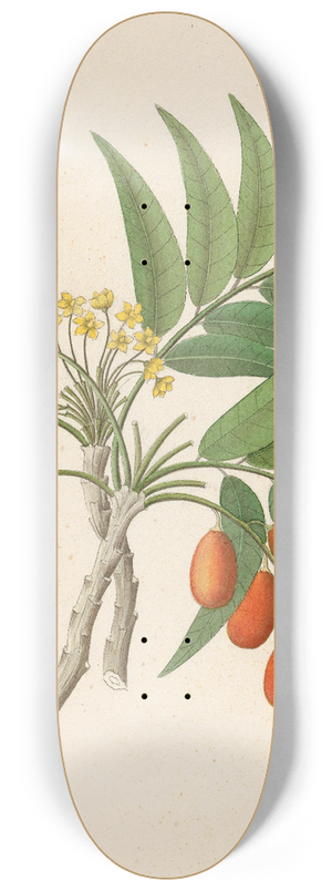 Clemenz Heinrich Wehdemann - Decandria Mon. [Harpephyllum caffrum] 8.25 inch art skate deck