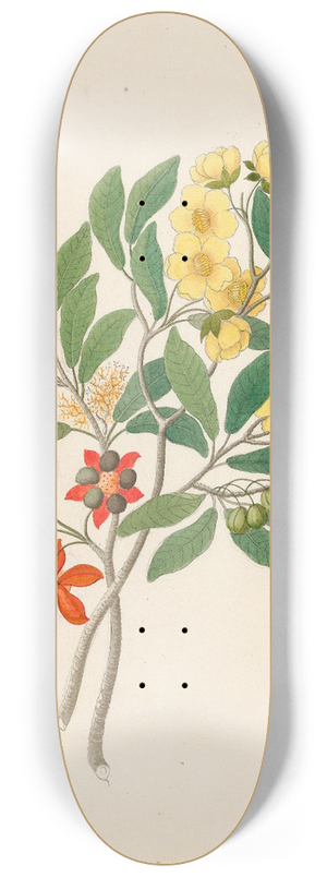 Clemenz Heinrich Wehdemann - Icosandria monog. [Ochna arborea] 8.25 inch art skate deck