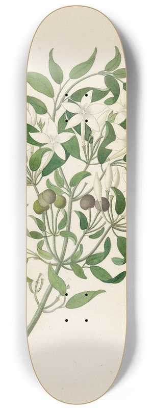 Clemenz Heinrich Wehdemann - Jasminum angulare 8.25 inch art skate deck