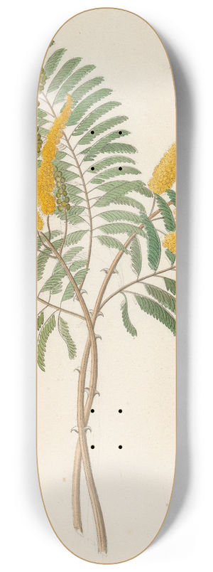 Clemenz Heinrich Wehdemann - Mimosa [Acacia caffra] 8.25 inch art skate deck
