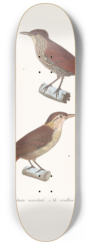 Coenraad Jacob Temminck - Anabate Mouchete 8.25 inch art skate deck