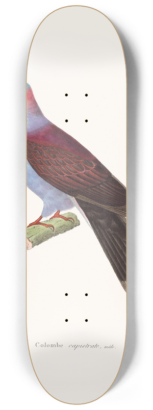 Coenraad Jacob Temminck - Colombe Capistrate. 8.25 inch art skate deck