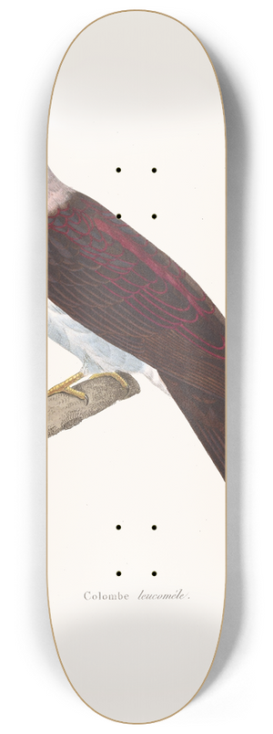 Coenraad Jacob Temminck - Colombe Leucomele. 8.25 inch art skate deck