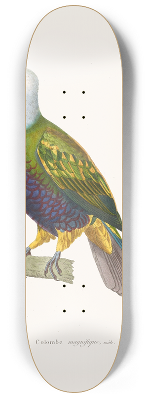 Coenraad Jacob Temminck - Colombe Magnifique. 8.25 inch art skate deck