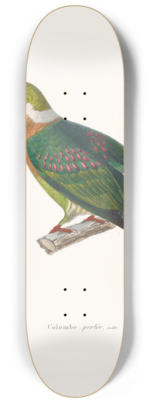 Coenraad Jacob Temminck - Colombe Perle 8.25 inch art skate deck