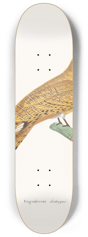 Coenraad Jacob Temminck - Engoulevent Distingue 8.25 inch art skate deck