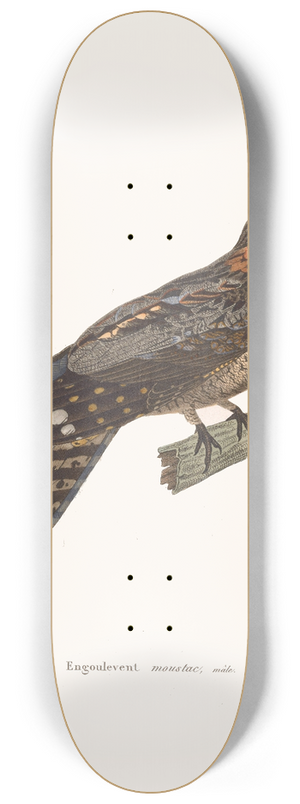 Coenraad Jacob Temminck - Engoulevent Moustac. 8.25 inch art skate deck