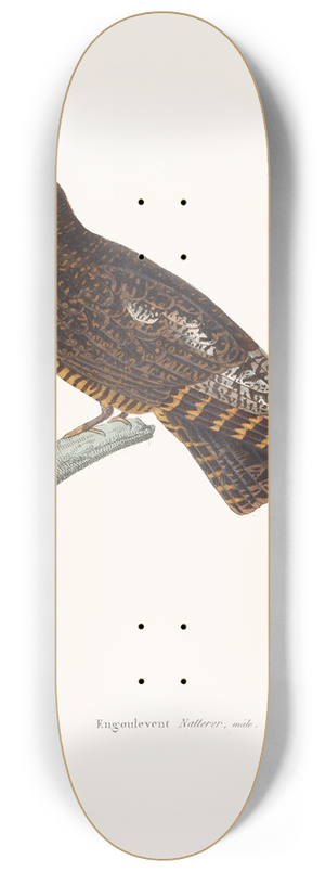 Coenraad Jacob Temminck - Engoulevent Natterer. 8.25 inch art skate deck