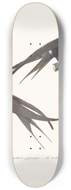 Coenraad Jacob Temminck - Martinet Pygrgue. 8.25 inch art skate deck