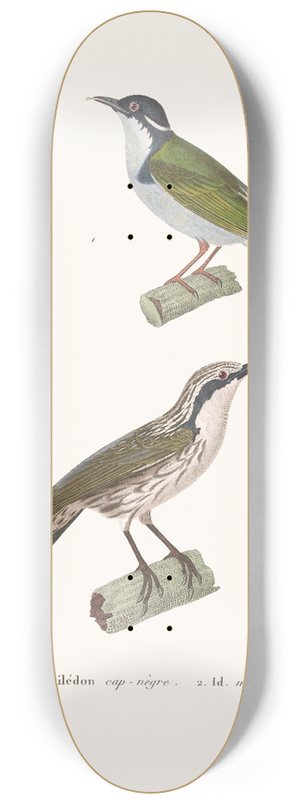 Coenraad Jacob Temminck - Phildon Cap-Ngre 8.25 inch art skate deck