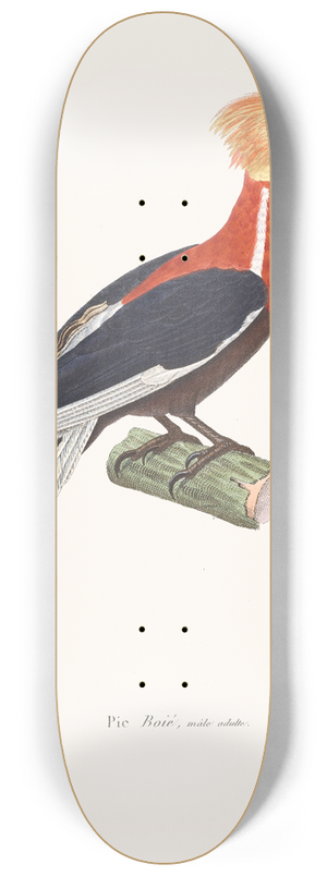 Coenraad Jacob Temminck - Pic Boi 8.25 inch art skate deck