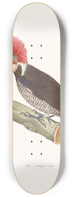 Coenraad Jacob Temminck - Pic Casqu 8.25 inch art skate deck