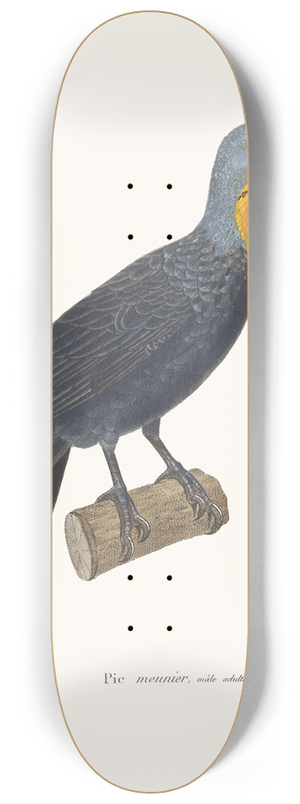 Coenraad Jacob Temminck - Pic Meunier. 8.25 inch art skate deck