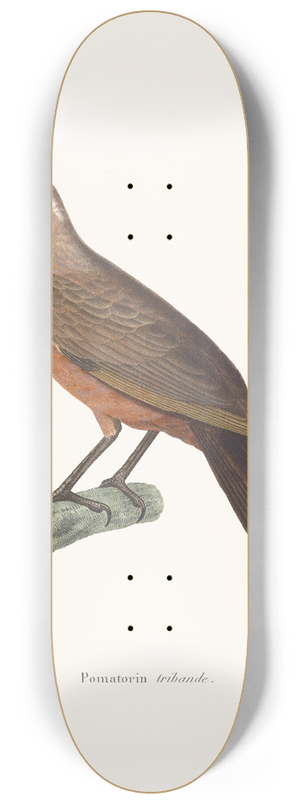 Coenraad Jacob Temminck - Pomatorin Tribande. 8.25 inch art skate deck