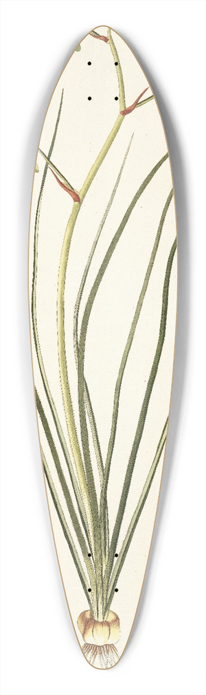 Nikolaus Joseph Freiherr von Jacquin - Albuca viridiflora 39.3 inch art pintail longboard deck