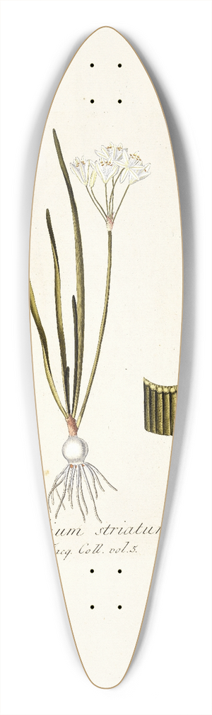 Nikolaus Joseph Freiherr von Jacquin - Allium striatum 39.3 inch art pintail longboard deck