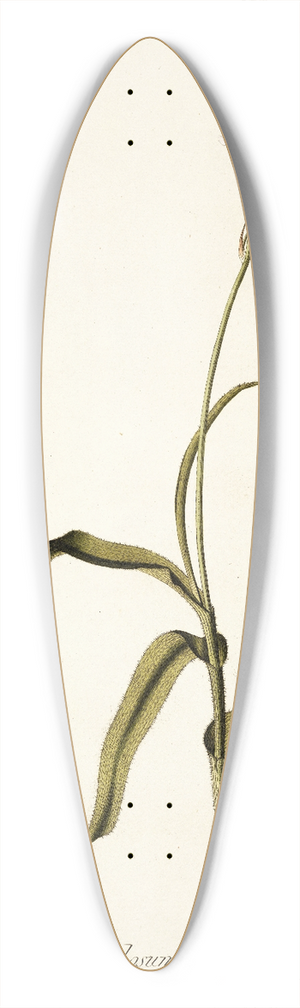 Nikolaus Joseph Freiherr von Jacquin - Anthericum pilosum 39.3 inch art pintail longboard deck