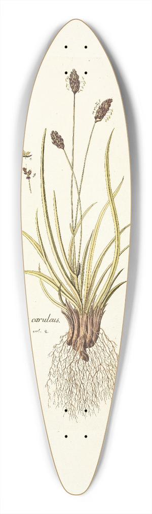 Nikolaus Joseph Freiherr von Jacquin - Cynosurus caruleus 39.3 inch art pintail longboard deck