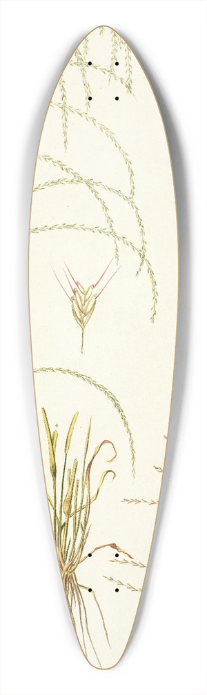 Nikolaus Joseph Freiherr von Jacquin - Cynosurus domingensis 39.3 inch art pintail longboard deck