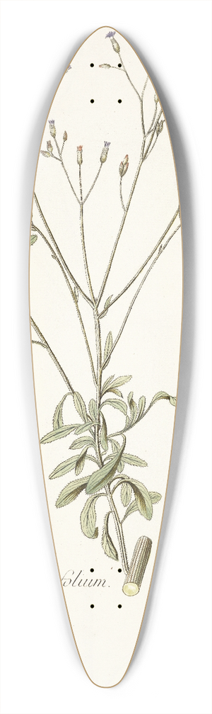 Nikolaus Joseph Freiherr von Jacquin - Eupatorium myosotifolium 39.3 inch art pintail longboard deck