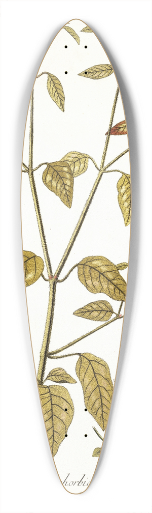 Nikolaus Joseph Freiherr von Jacquin - Euphorbia picta 39.3 inch art pintail longboard deck