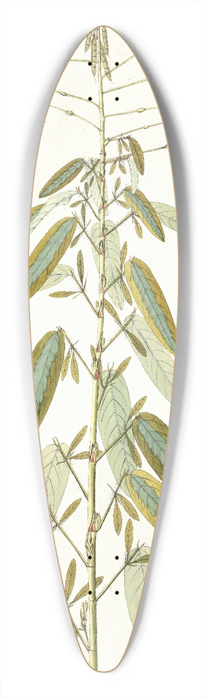 Nikolaus Joseph Freiherr von Jacquin - Hedysarum gyrans 39.3 inch art pintail longboard deck