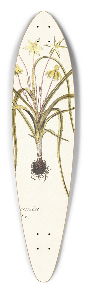 Nikolaus Joseph Freiherr von Jacquin - Hypoxis serrata 39.3 inch art pintail longboard deck