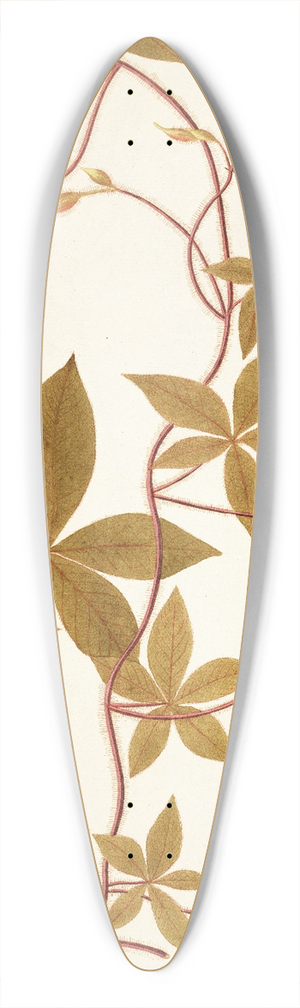 Nikolaus Joseph Freiherr von Jacquin - Ipomoea pentaphylla 39.3 inch art pintail longboard deck