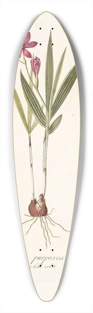 Nikolaus Joseph Freiherr von Jacquin - Ixia purpurea 39.3 inch art pintail longboard deck