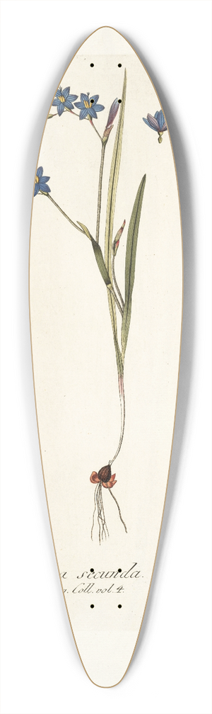 Nikolaus Joseph Freiherr von Jacquin - Ixia secunda 39.3 inch art pintail longboard deck