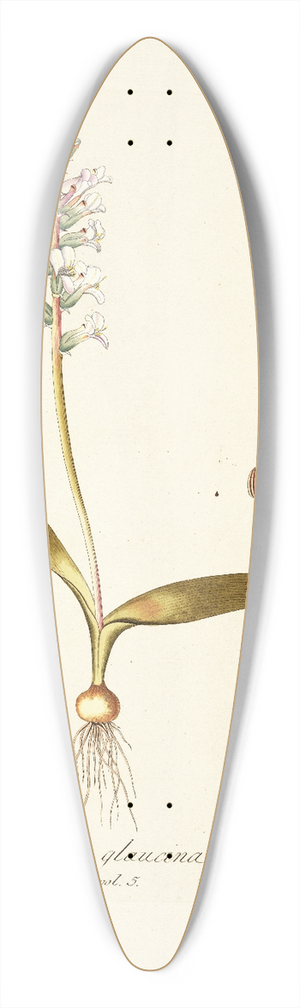 Nikolaus Joseph Freiherr von Jacquin - Lachenalia glaucina 39.3 inch art pintail longboard deck