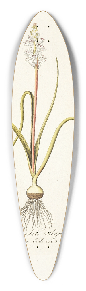 Nikolaus Joseph Freiherr von Jacquin - Lachenalia orthopetala 39.3 inch art pintail longboard deck