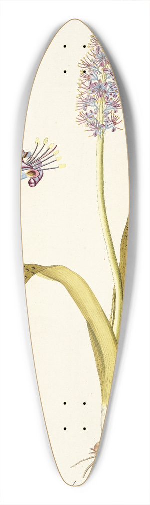 Nikolaus Joseph Freiherr von Jacquin - Lachenalia purpurocoerulea 39.3 inch art pintail longboard deck