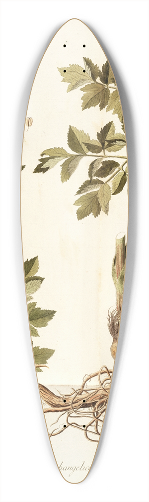 Nikolaus Joseph Freiherr von Jacquin - Laserpitium archangelica 39.3 inch art pintail longboard deck