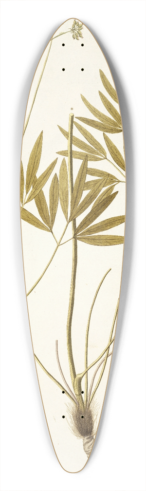 Nikolaus Joseph Freiherr von Jacquin - Laserpitium peucedanoides 39.3 inch art pintail longboard deck
