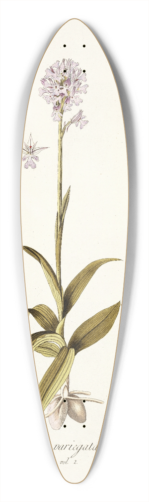 Nikolaus Joseph Freiherr von Jacquin - Orchis variegata 39.3 inch art pintail longboard deck