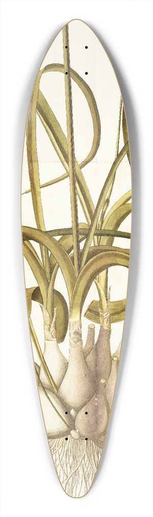 Nikolaus Joseph Freiherr von Jacquin - Ornithogalum caudatum 39.3 inch art pintail longboard deck