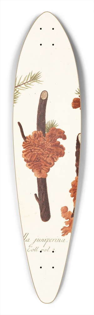 Nikolaus Joseph Freiherr von Jacquin - Tremella juniperina 39.3 inch art pintail longboard deck