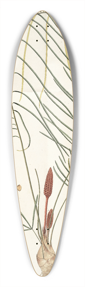 Nikolaus Joseph Freiherr von Jacquin - Zamia angustifolia 39.3 inch art pintail longboard deck