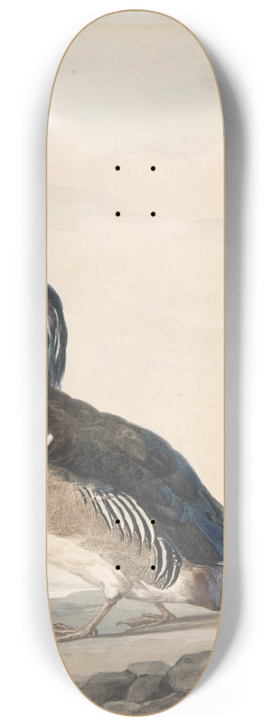 Aert Schouman - A Duck 8.25 inch art skate deck