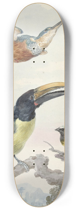 Aert Schouman - Drie vogels; een IJsvogel, een Prins von Wieds Toekan en een Organist 8.25 inch art skate deck Aert Schouman - Drie vogels; een IJsvogel, een Prins von Wieds Toekan en een Organist 8.25 inch art skate deck