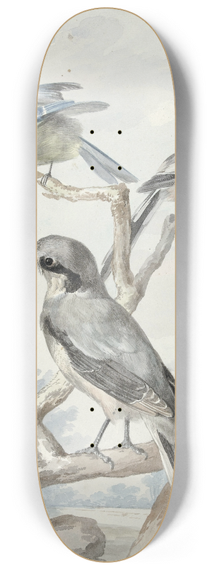 Aert Schouman - Drie vogels; een Staartmees, een Pimpelmees en een Klapekster of Grote Klauwier 8.25 inch art skate deck Aert Schouman - Drie vogels; een Staartmees, een Pimpelmees en een Klapekster of Grote Klauwier 8.25 inch art skate deck