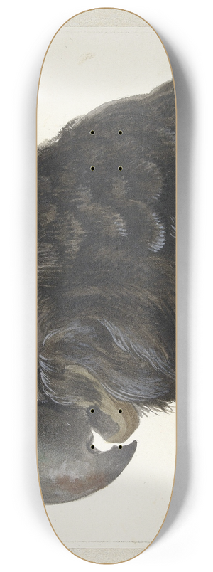 Aert Schouman - Head of a Cockatoo 8.25 inch art skate deck