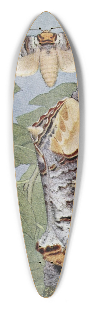 Paul-Andre Robert - La Phalre Bucphale 39.3 inch art pintail longboard deck