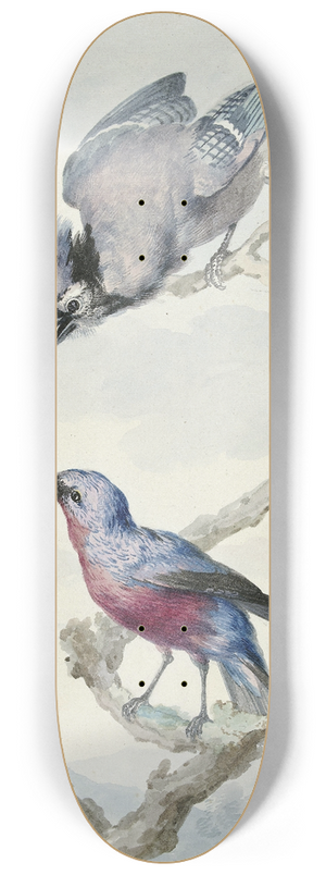 Aert Schouman - Twee vogels; een blauwe gaai en een purperborstcotinga 8.25 inch art skate deck Aert Schouman - Twee vogels; een blauwe gaai en een purperborstcotinga 8.25 inch art skate deck