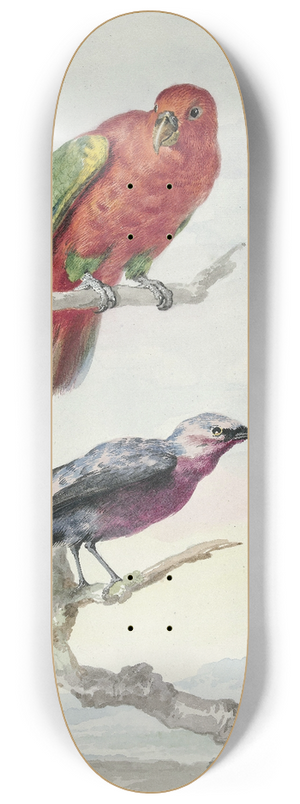 Aert Schouman - Twee vogels, waaronder een rood-groene papegaai 8.25 inch art skate deck Aert Schouman - Twee vogels, waaronder een rood-groene papegaai 8.25 inch art skate deck