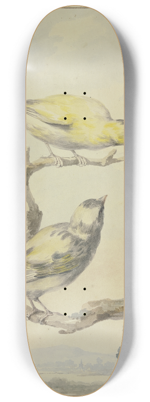 Aert Schouman - Two canaries 8.25 inch art skate deck