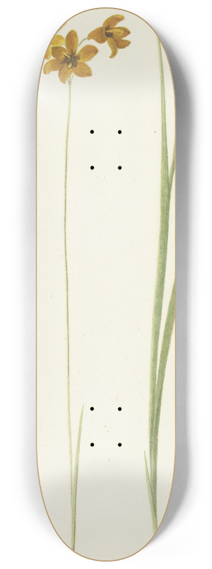 Cornelis van Noorde - Ixia 8.25 inch art skate deck