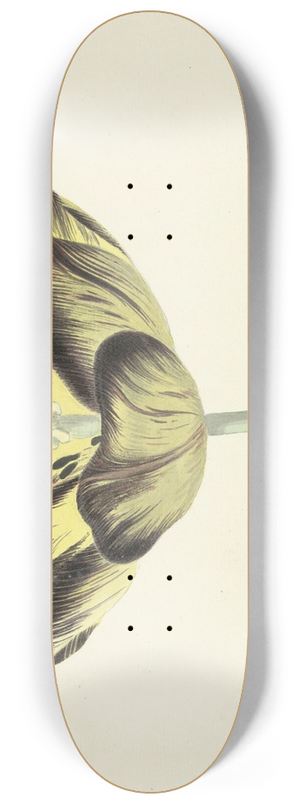 Cornelis van Noorde - Tulp genaamd Bizard Egiptienne 8.25 inch art skate deck