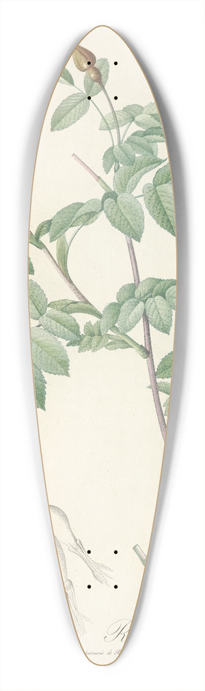 Pierre Joseph Redout - Rosa Alpina Pendulina 39.3 inch art pintail longboard deck